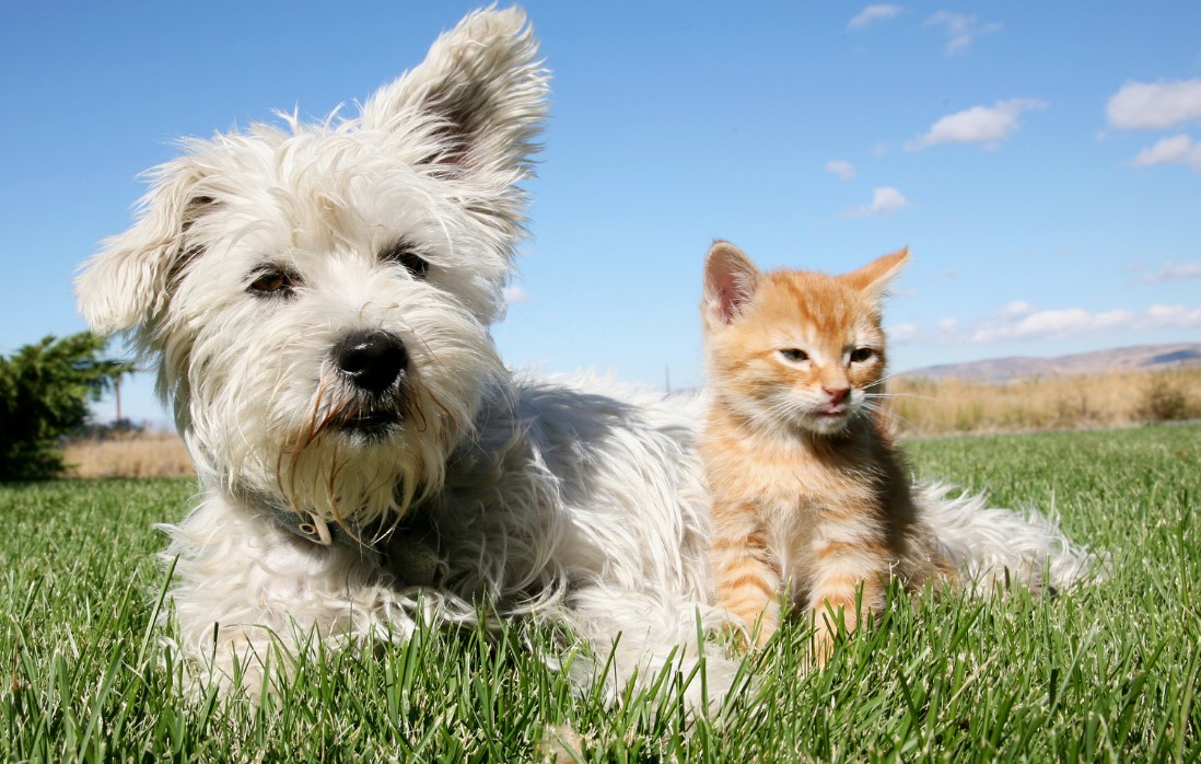 dubai veterinary clinic